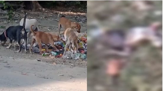 Dead body of a newborn girl found in a garbage heap in Fatehpur, dogs were eating her legs