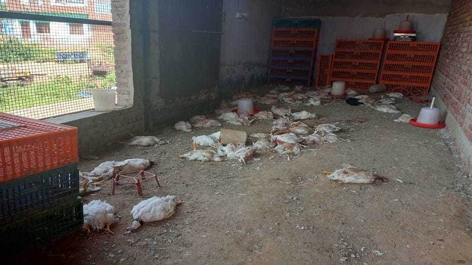 100 chickens killed and 300 stolen by breaking the lock of farm house