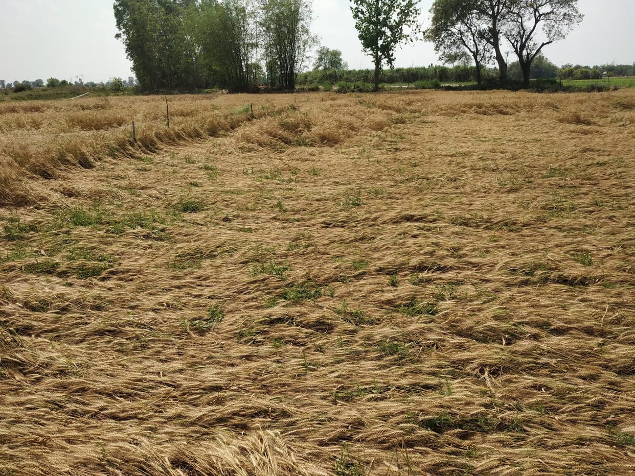 Rains hit wheat crop how weather hit farmers will get fair compensation with flaws crop insurance scheme