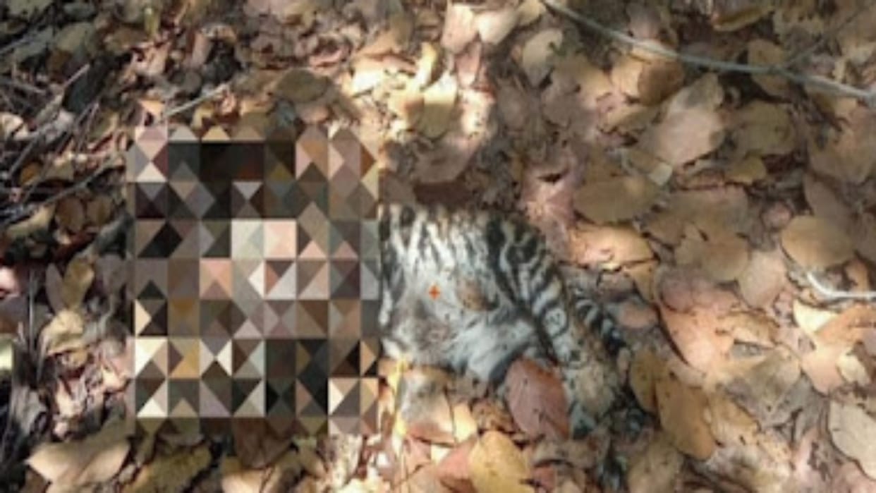 Umaria News Four-month-old cub died under suspicious circumstances