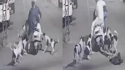 Dogs attack two persons in Jalandhar, owner of Jain Sweets was returning home on Activa