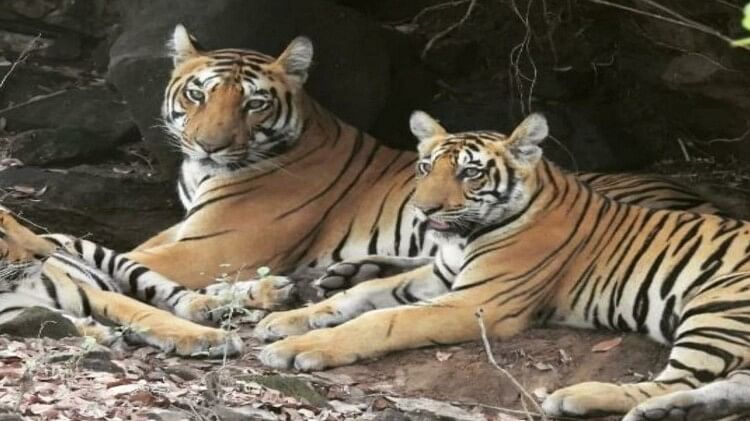 महाराष्ट्र: बाघ शावकों के नामकरण पर विवाद, विपक्ष का आरोप- आदित्य नाम की पर्ची निकली तो ली वापस