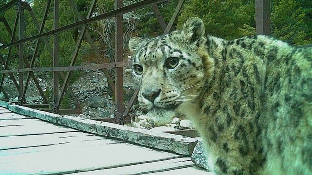 Snow leopard captured on trap camera in Chorgad Nelong Valley Gangotri National Park Uttarakhand news