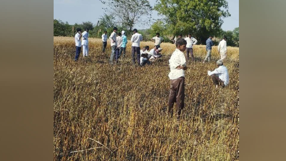 fire broke out due to breaking of HT line wire falling in wheat field due to crop was burnt to ashes In Agra