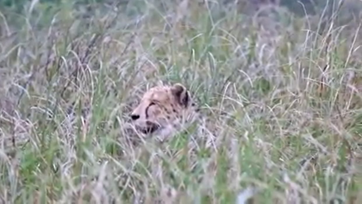 Kuno National Park: After Oban, Asha also strayed out of Kuno Park Area, Project Cheetah Latest updates
