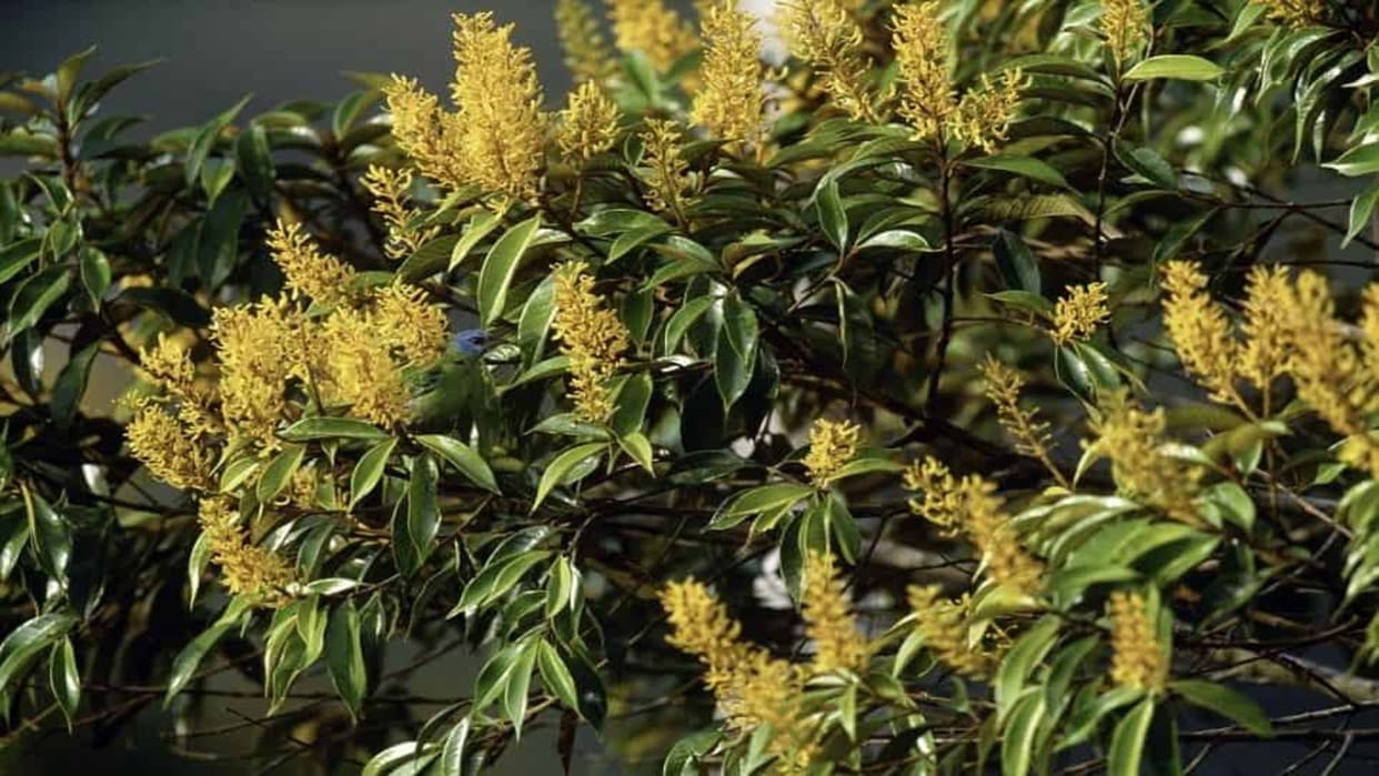 Optical Illusion IQ Test: Can you find a bird in the tree in 5 seconds?
