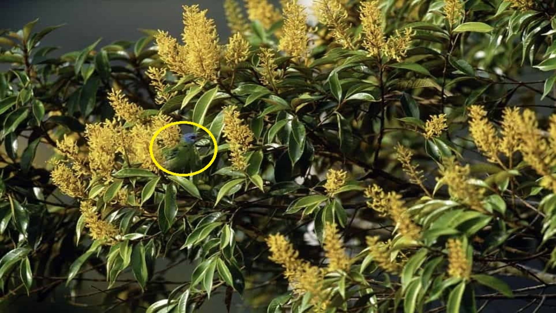 Optical Illusion IQ Test: Can you find a bird in the tree in 5 seconds?