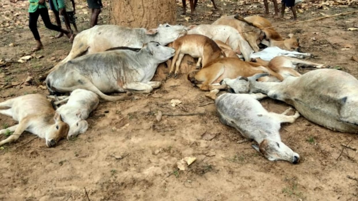 chhattisgarh weather; 15 cattle died due to lightning in chhattisgarh Kondagaon