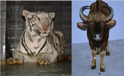 12 new guests arrived at the Kanpur zoo, white tigress and wild buffalo will be seen for the first time