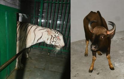 12 new guests arrived at the Kanpur zoo, white tigress and wild buffalo will be seen for the first time