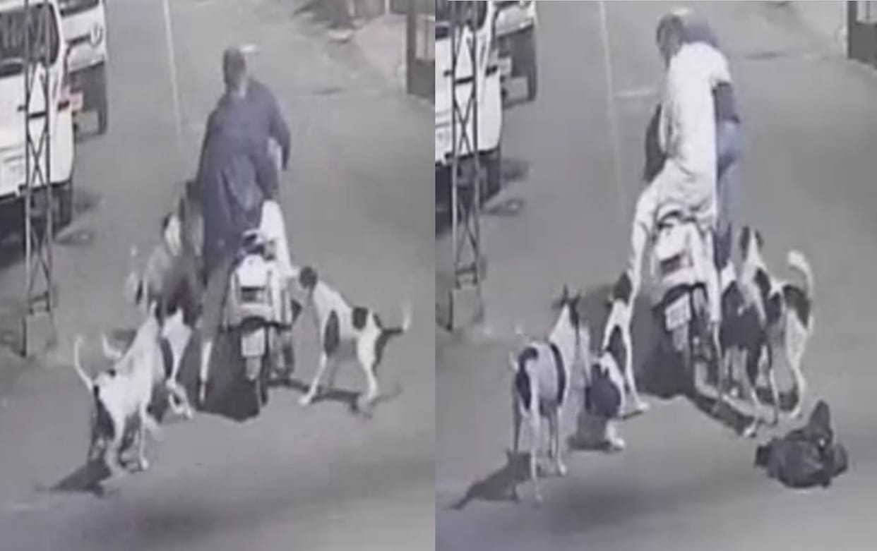 Dogs attack two persons in Jalandhar, owner of Jain Sweets was returning home on Activa