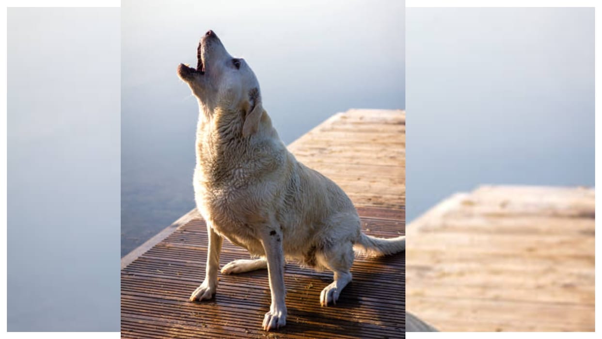 Dog Crying Signs auspicious or inauspicious know details raat me kutte kyon rote hai