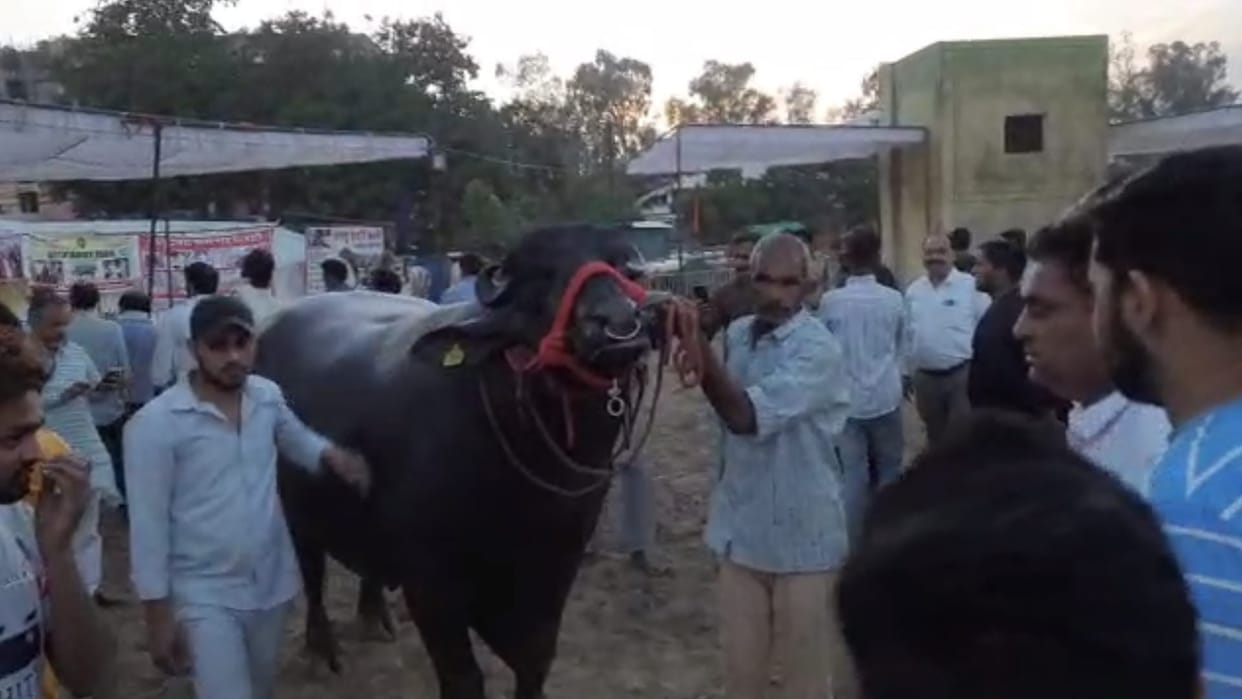 Muzaffarnagar News: Buffalo of 10 crore reached the exhibition, there was a crowd of selfie takers