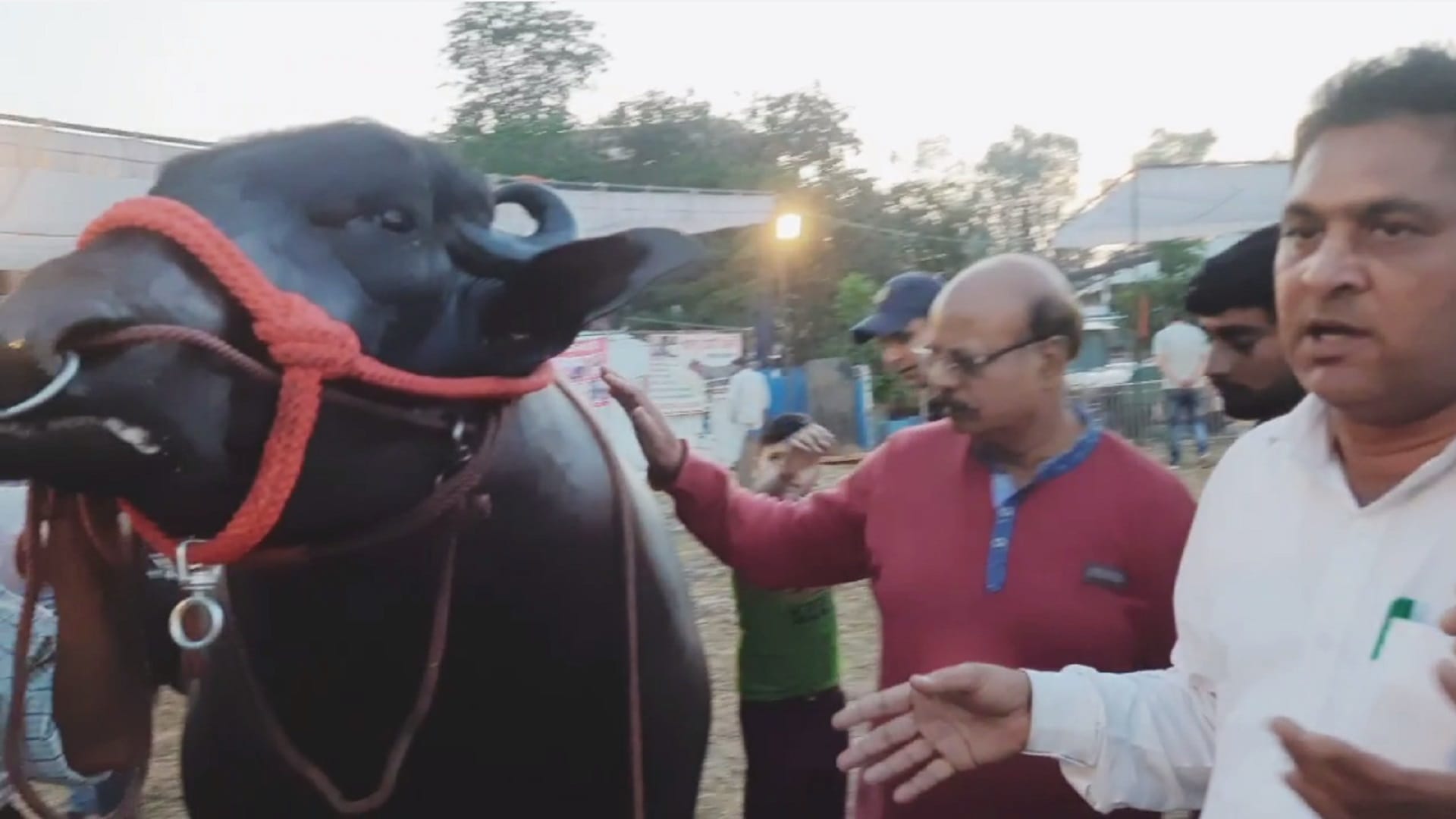 Muzaffarnagar News: Buffalo of 10 crore reached the exhibition, there was a crowd of selfie takers