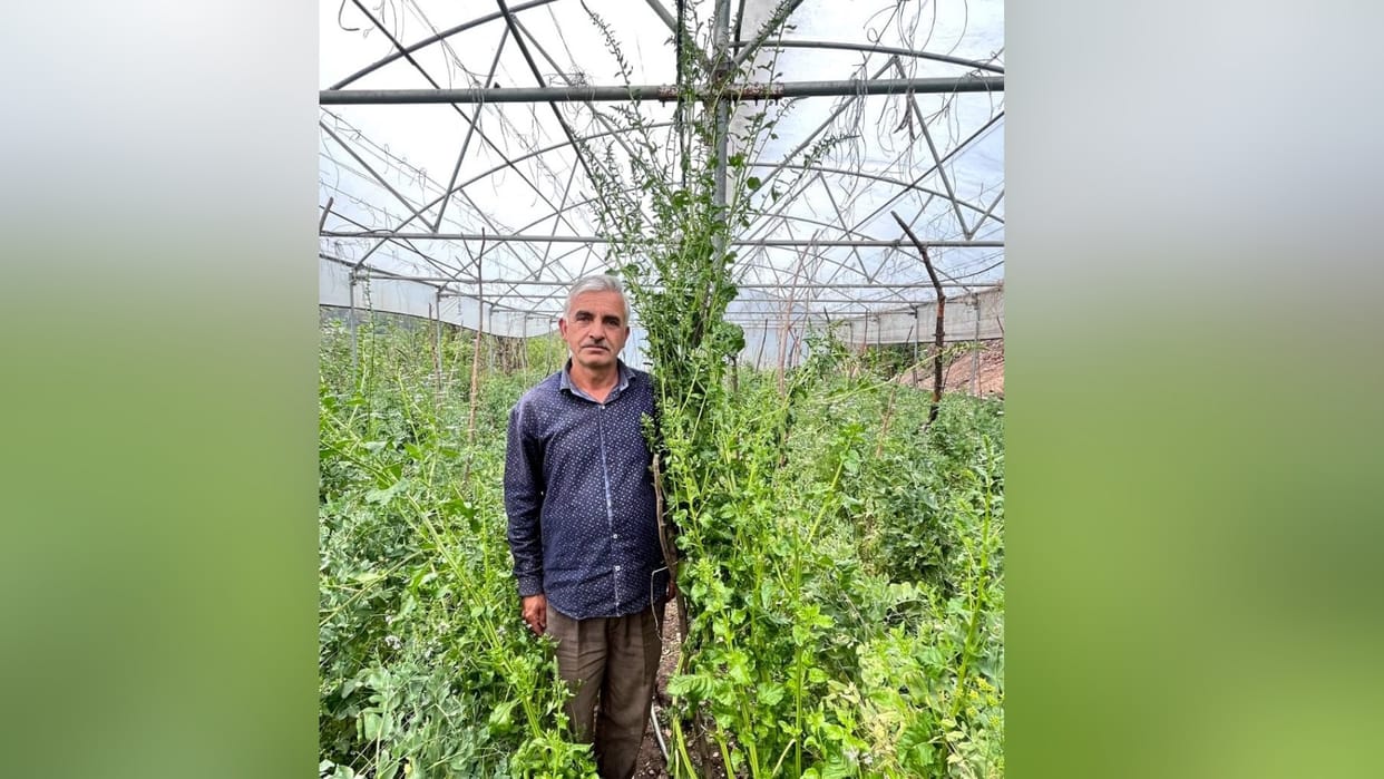 Farmer Inderpal grow 9.4 feet palak plant by organic farming  in Solan Himachal Pradesh