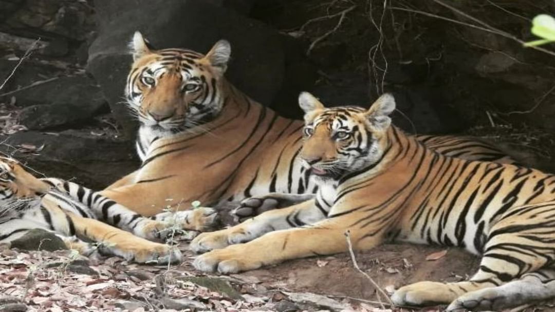 Controversy over naming of tiger cubs in Maharashtra opposition alleges name Aditya replaced