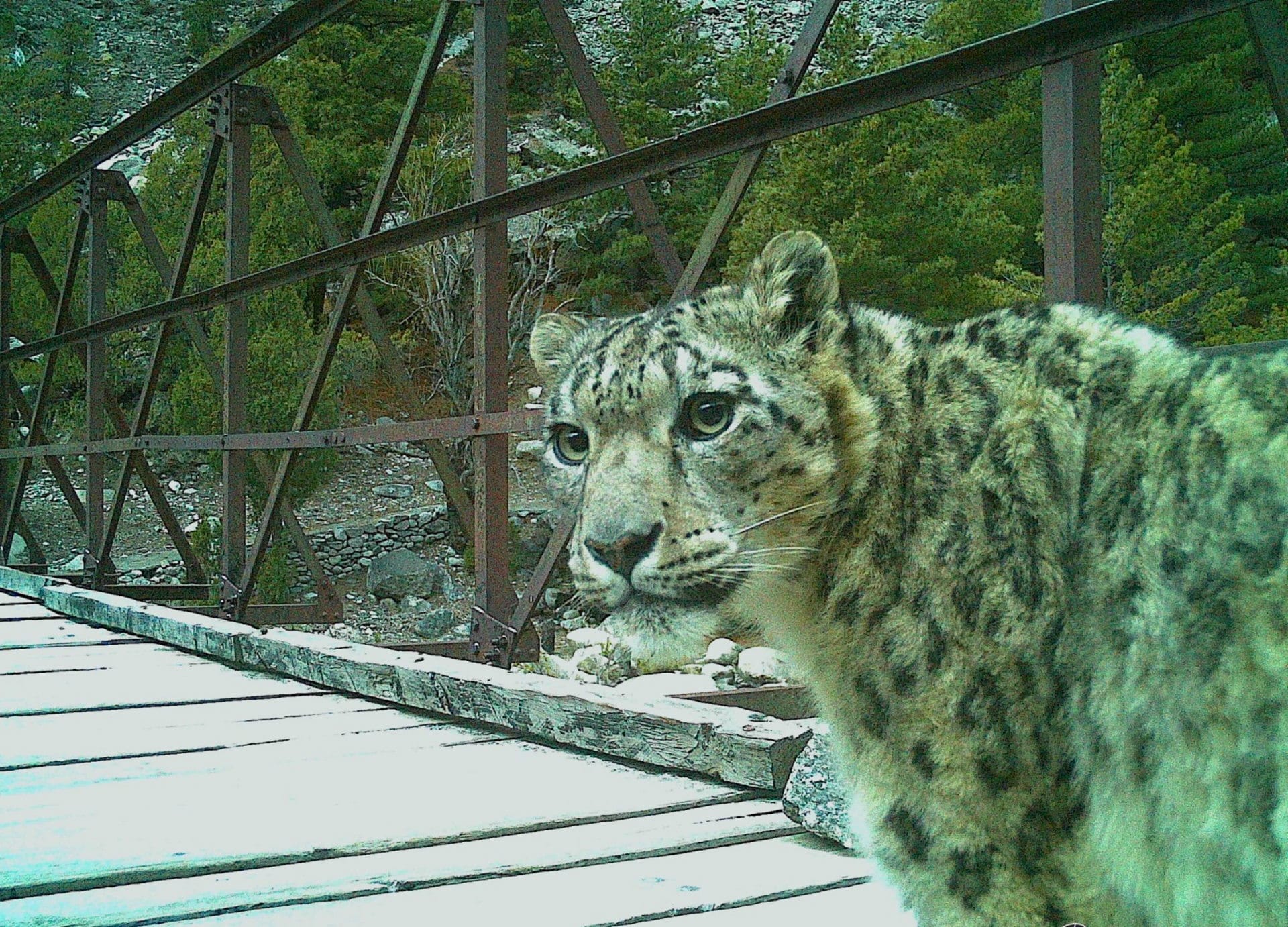 Snow leopard captured on trap camera in Chorgad Nelong Valley Gangotri National Park Uttarakhand news