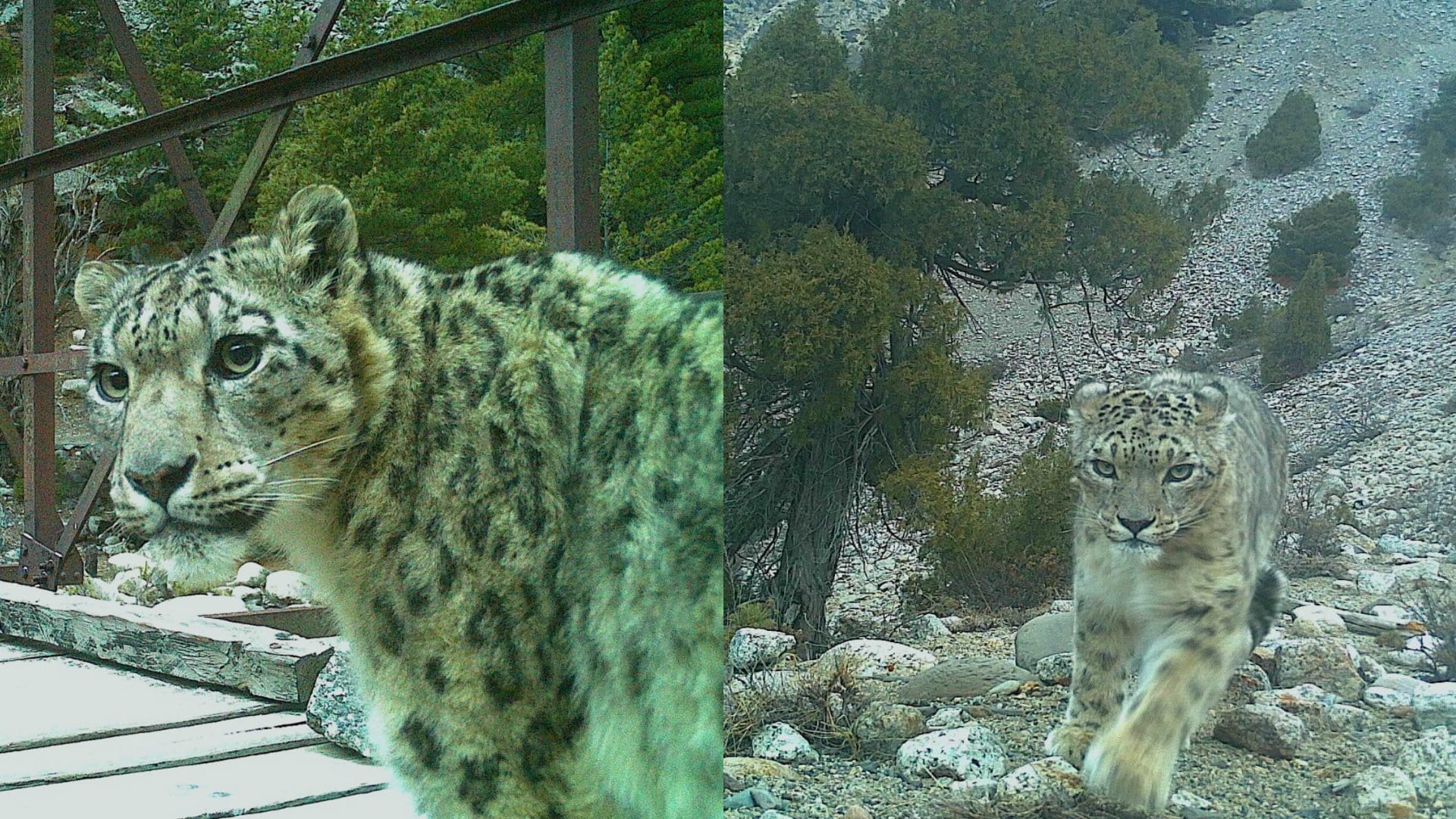 Snow leopard captured on trap camera in Chorgad Nelong Valley Gangotri National Park Uttarakhand news