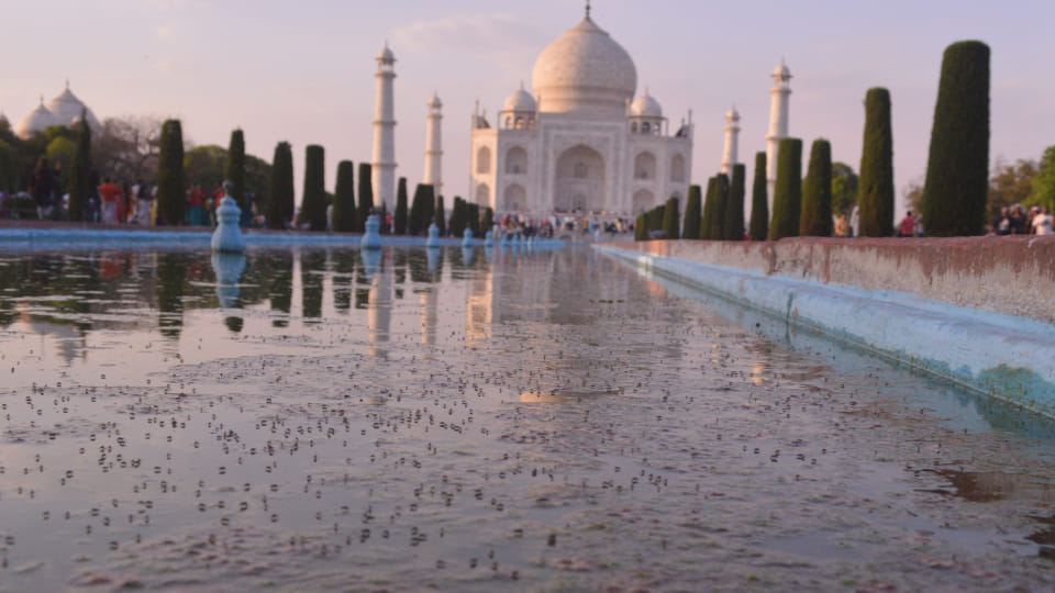 Mosquitoes are growing in canal built in front of Taj Mahal in Agra tourists are afraid of disease