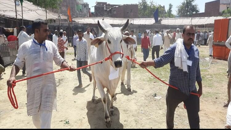 UP government's scheme: Rs 15,000 will be given for improving the indigenous cow breed