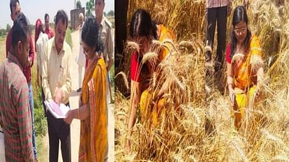 DM madam entered the field with a sickle started cutting the wheat crop
