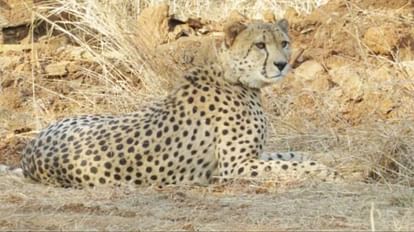 Kuno National Park News: South African Team Brings Namibian Cheetah Oban Back to Kuno