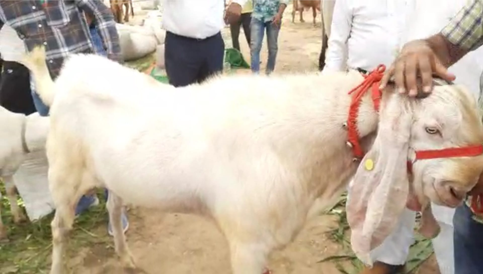National Kisan Mela in Muzaffarnagar: 43 inch goat is being well liked and its ear length is 17 inch