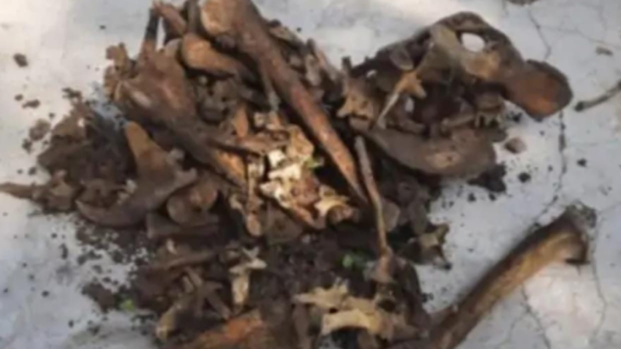 Stirred by finding bones of wild animals in a well inside Bandhavgarh Tiger Reserve