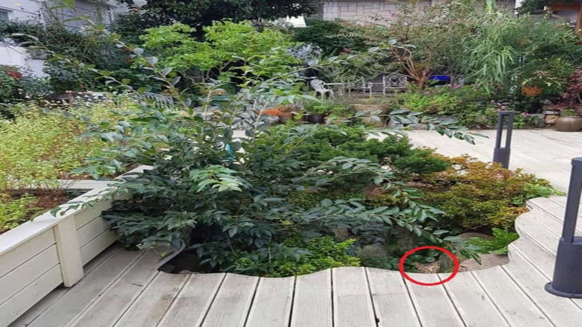 Optical Illusion: Can you spot a hidden cat in the garden in 5 seconds?