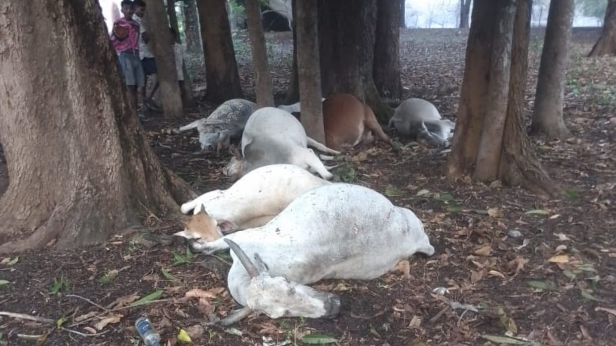 chhattisgarh weather; Seven cattle died due to lightning in chhattisgarh Bijapur