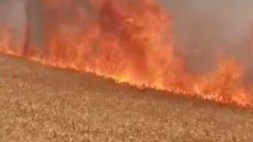 17 acres of wheat burnt to ashes due to spark from transformer in Pilibhit