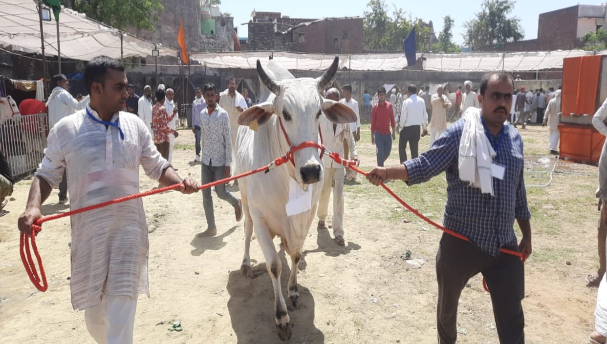UP government's scheme: Rs 15,000 will be given for improving the indigenous cow breed