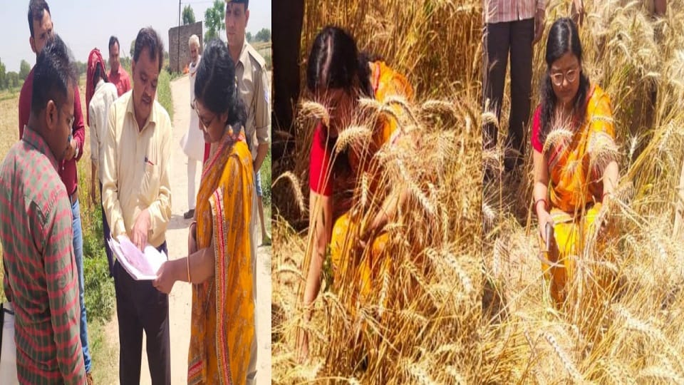 DM madam entered the field with a sickle started cutting the wheat crop
