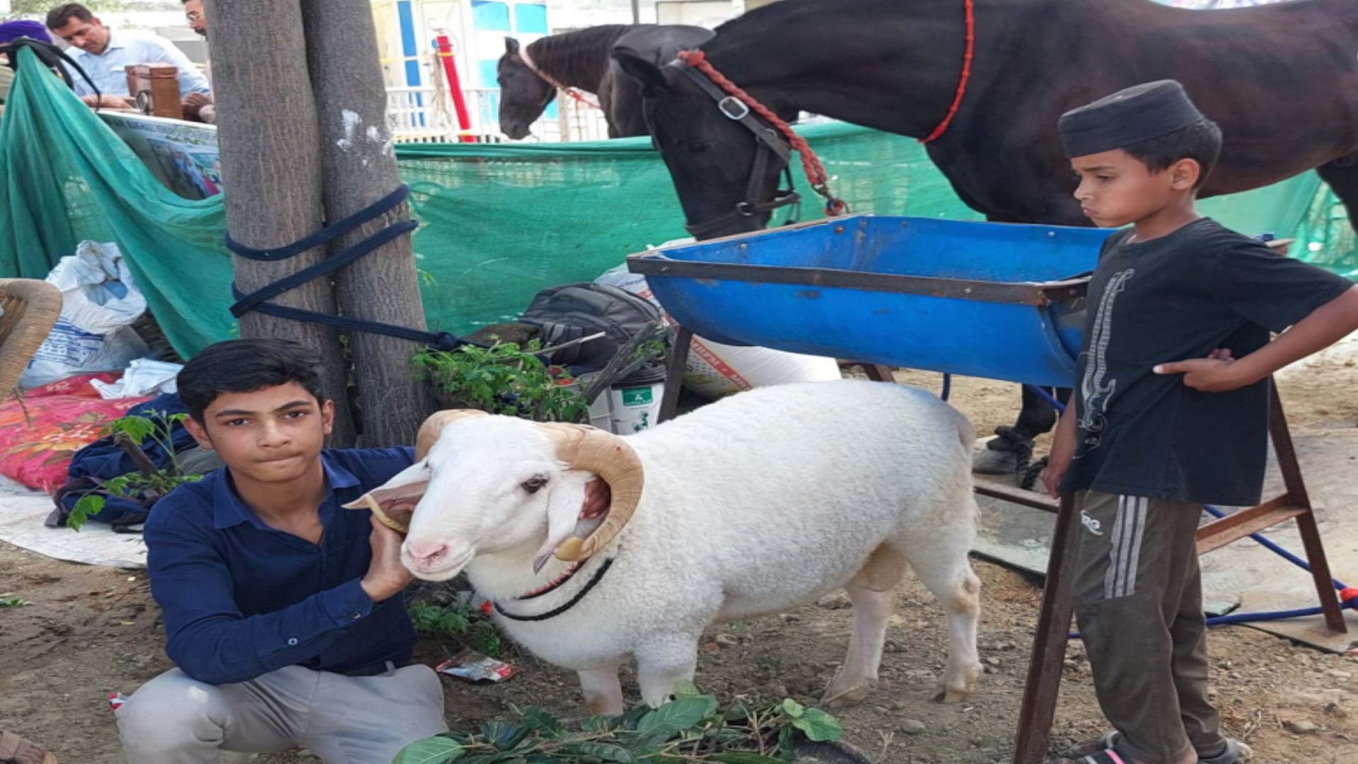National Kisan Mela in Muzaffarnagar: 43 inch goat is being well liked and its ear length is 17 inch