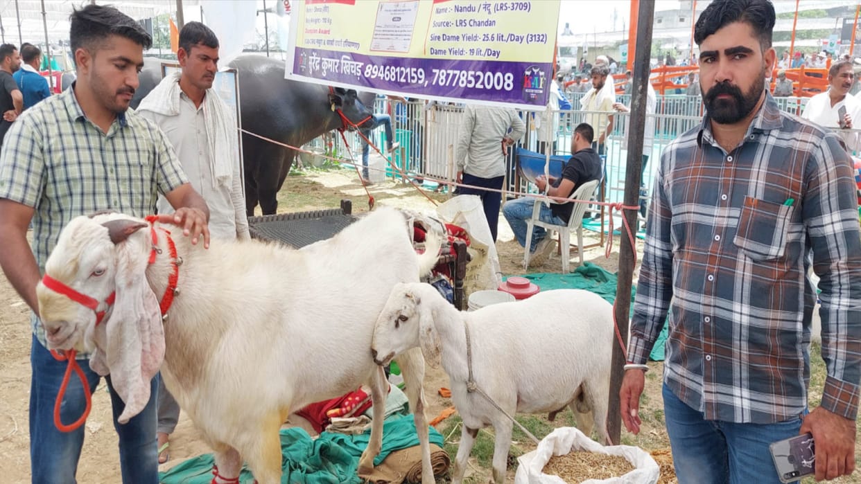 National Kisan Mela in Muzaffarnagar: 43 inch goat is being well liked and its ear length is 17 inch