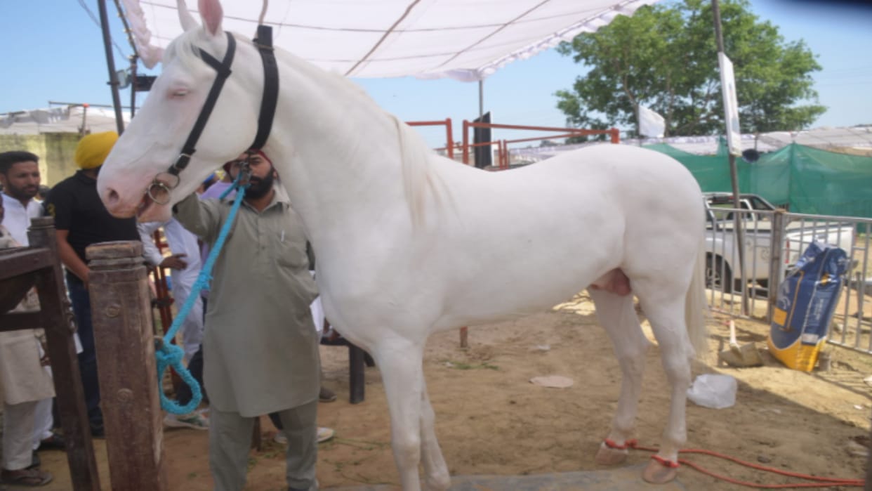 Muzaffarnagar: Animals of different breeds descended on the ramp in the National Animal Exhibition, see photos