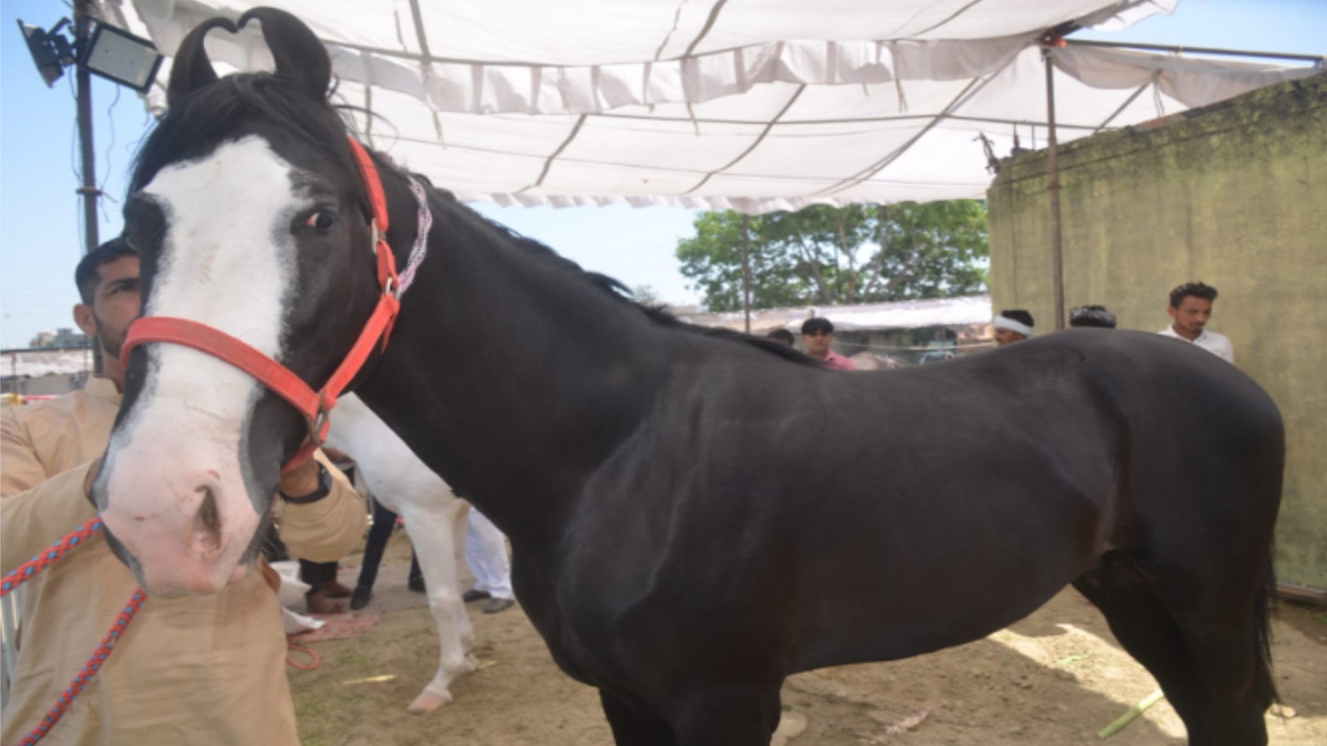 Muzaffarnagar: Animals of different breeds descended on the ramp in the National Animal Exhibition, see photos