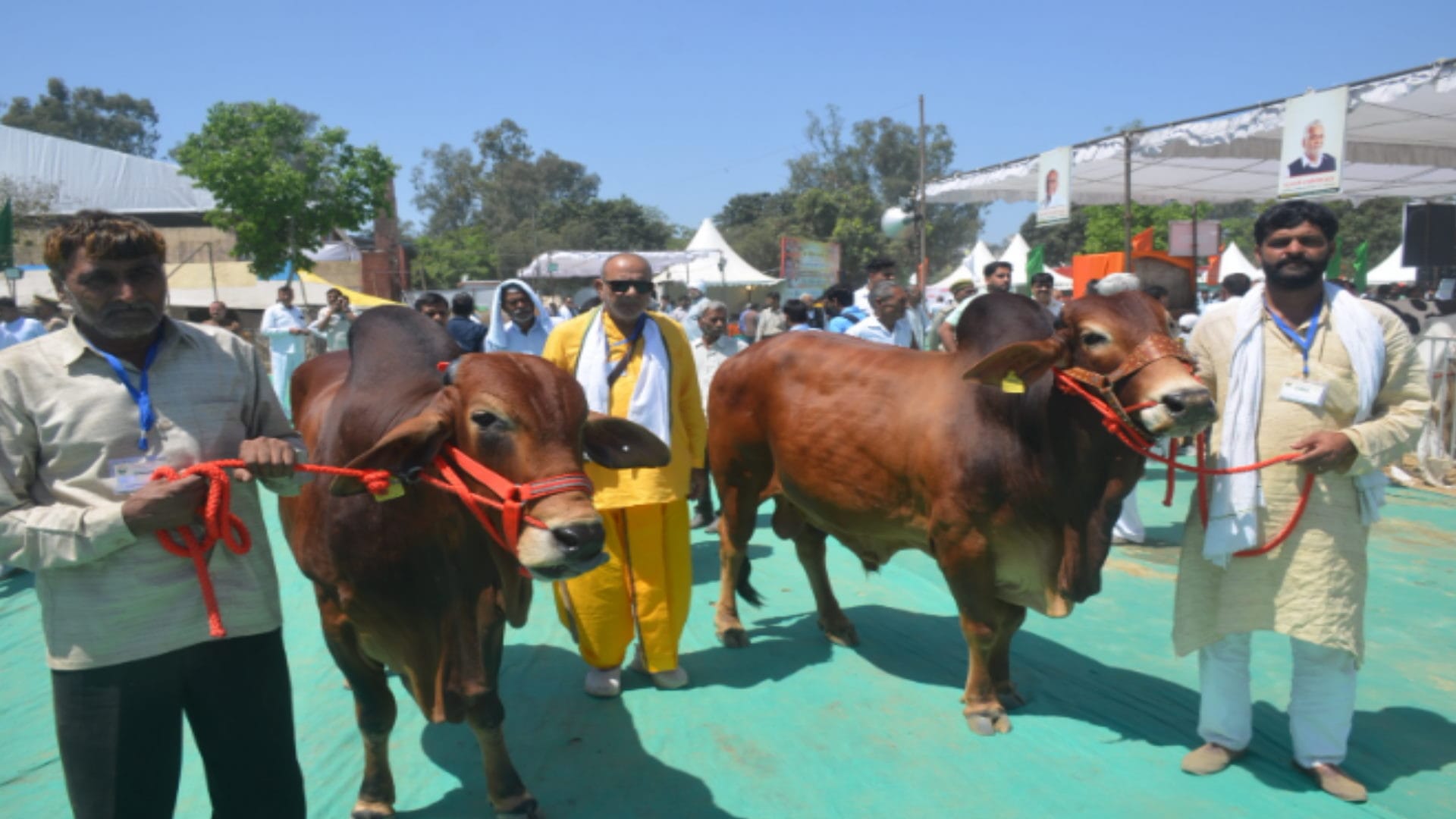 Muzaffarnagar: Animals of different breeds descended on the ramp in the National Animal Exhibition, see photos