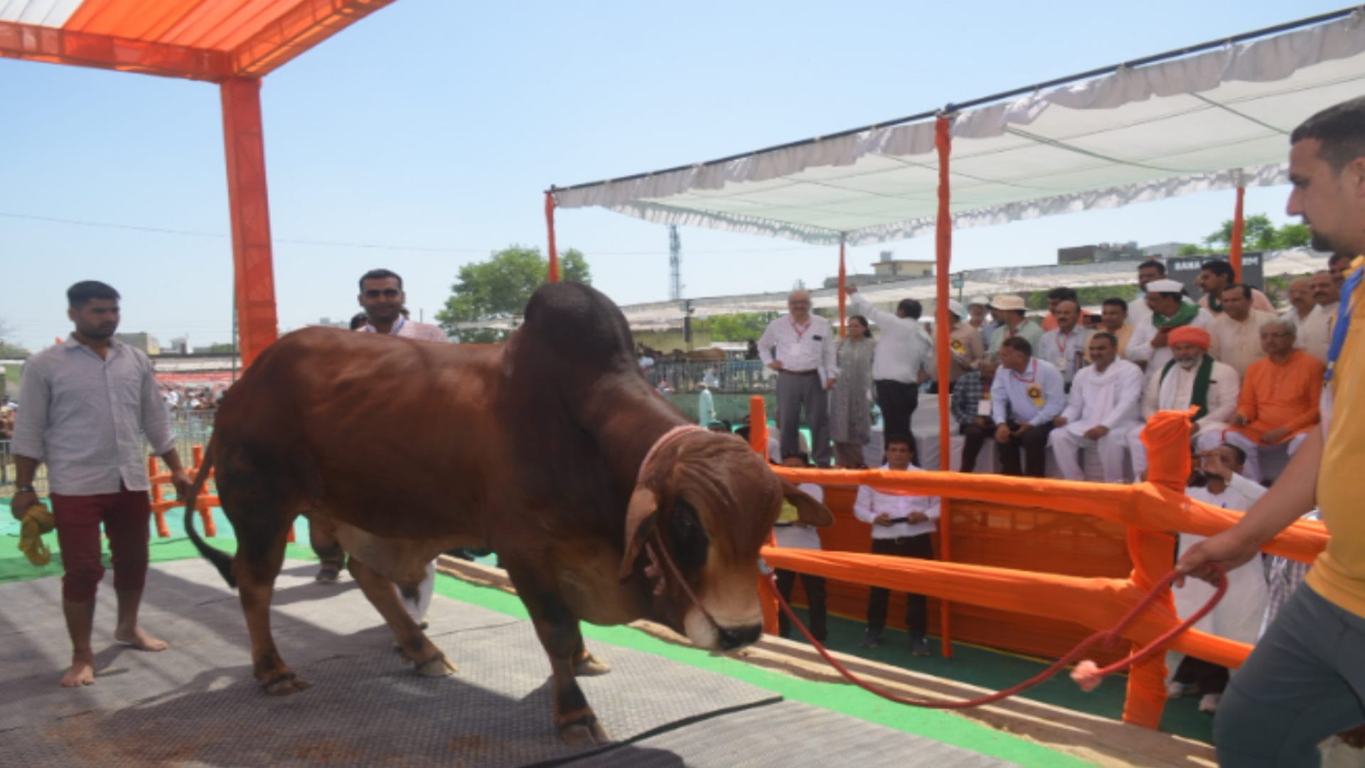 Muzaffarnagar: Animals of different breeds descended on the ramp in the National Animal Exhibition, see photos