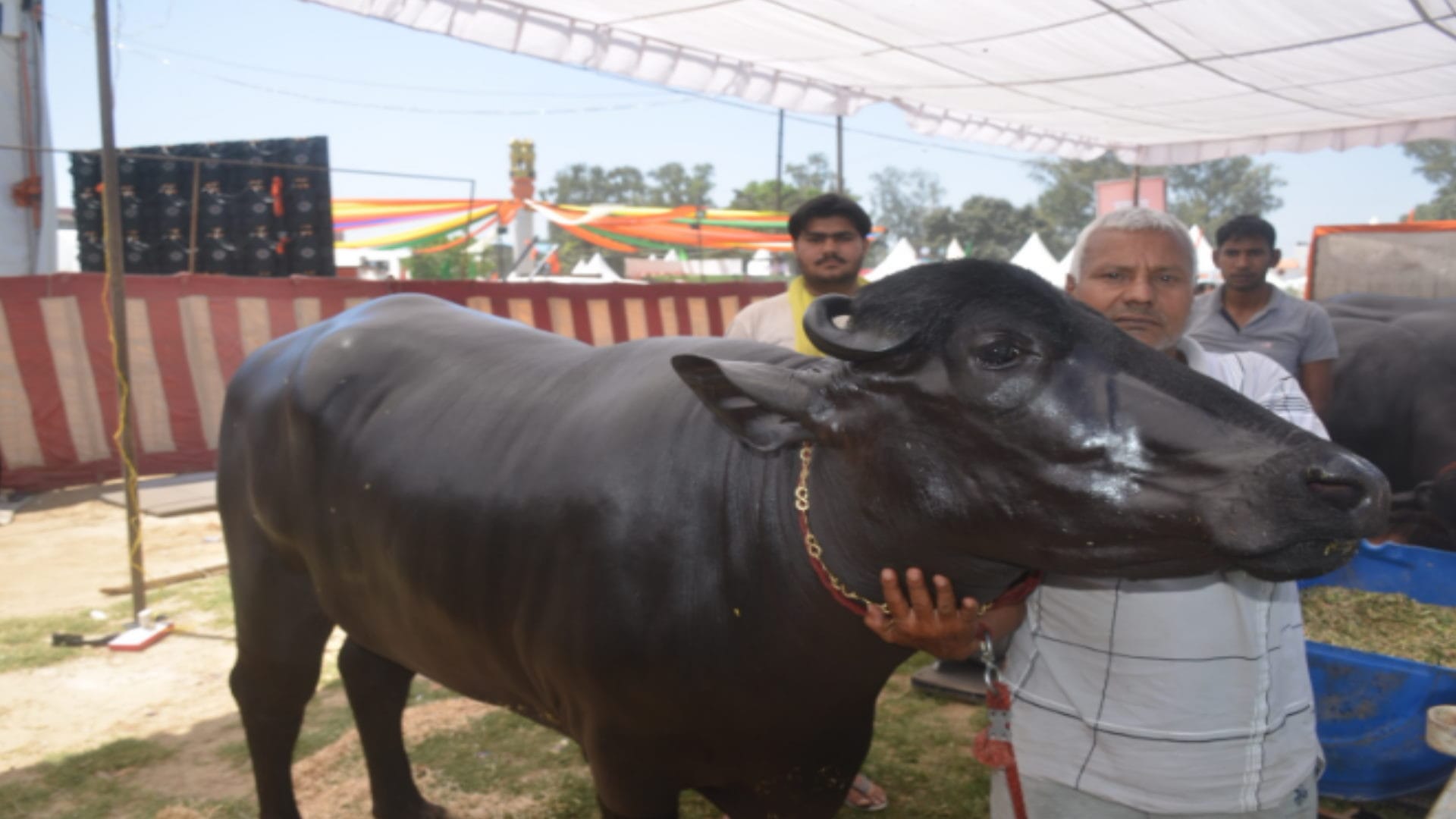 Muzaffarnagar: Animals of different breeds descended on the ramp in the National Animal Exhibition, see photos