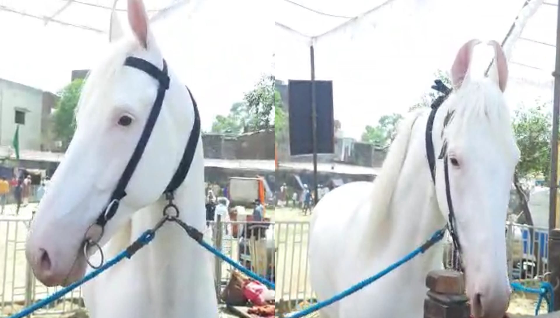 National Kisan Mela in Muzaffarnagar: 43 inch goat is being well liked and its ear length is 17 inch