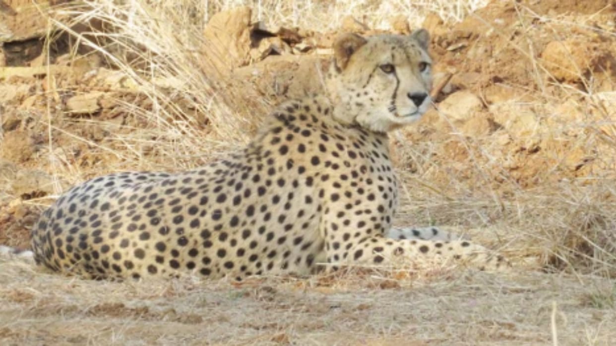 Namibian cheetah Oban hunted blackbuck in Ghazigarh forest read more in hindi