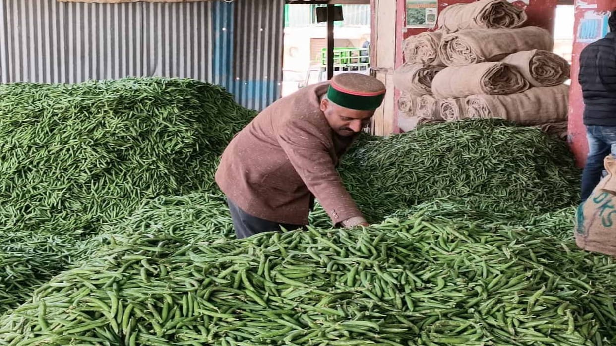 demand Increased  from Gujarat and Maharashtra, wholesale price of peas reached Rs 60 per kg