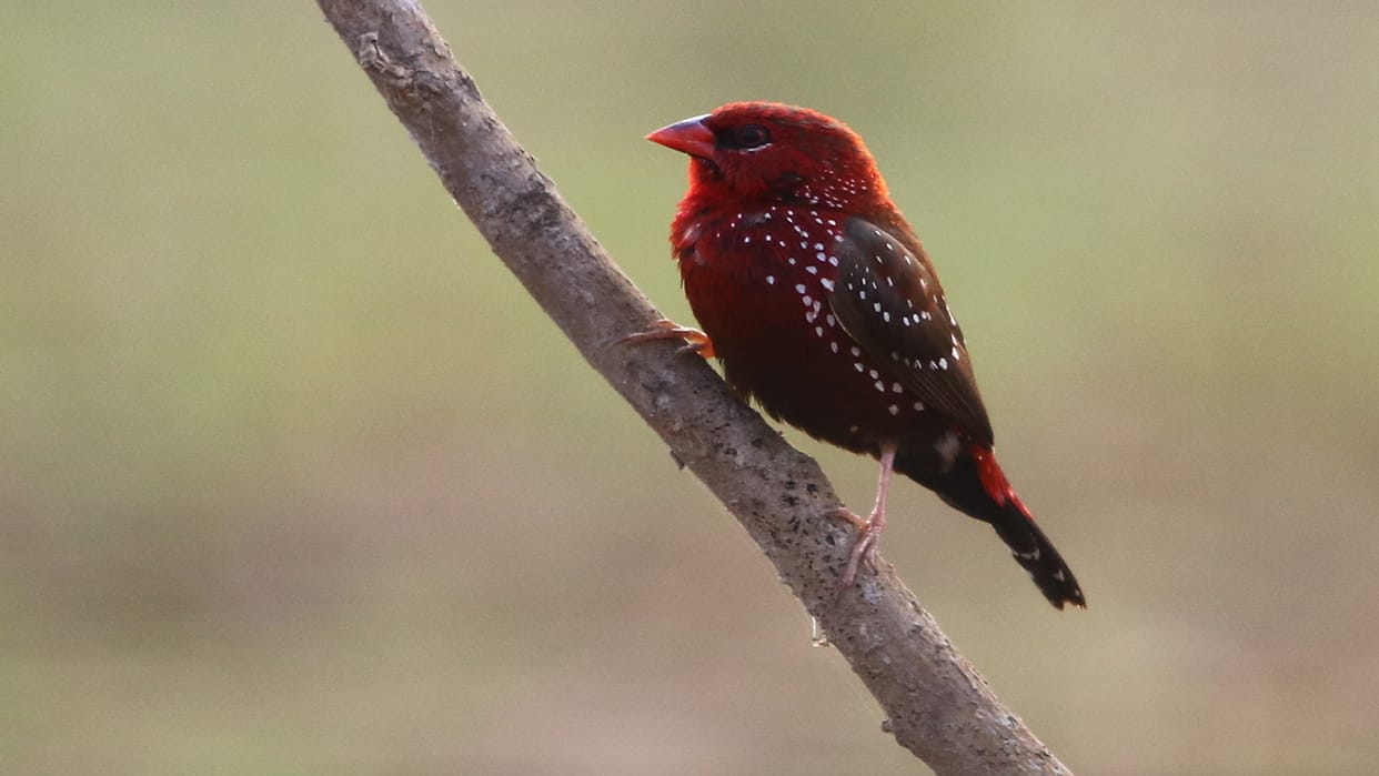 Red Avadavat Bird Know About Lal Muniya Bird and Its Characteristic In Hindi