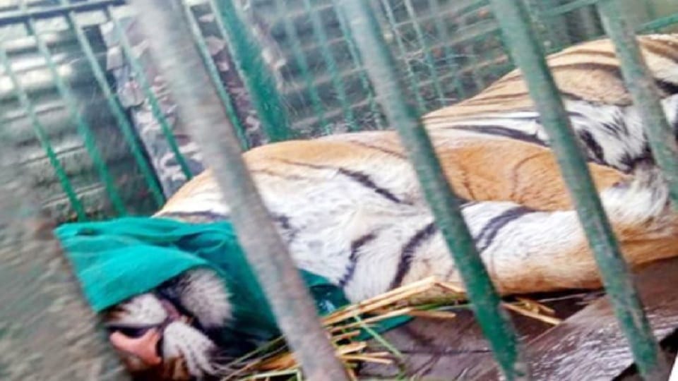 Forest department team captured tigress in cage in Lakhimpur Kheri