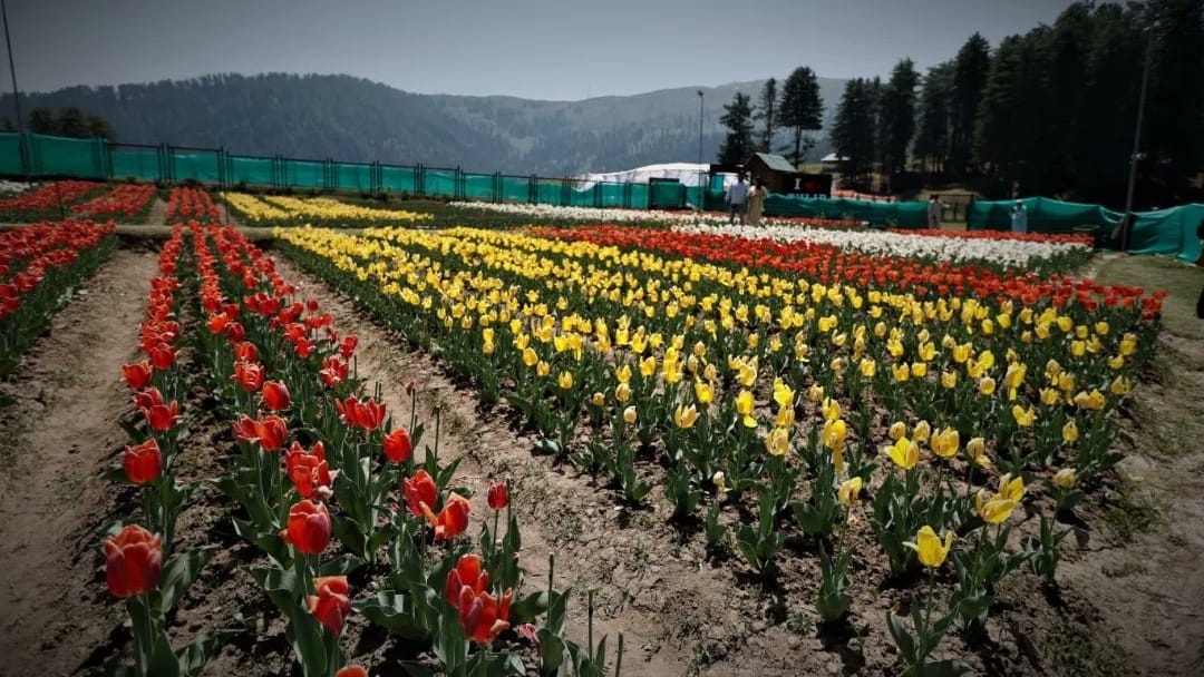 2 dot 72 lakh tulips blossomed in the beautiful valleys of Sanasar ramban jammu division