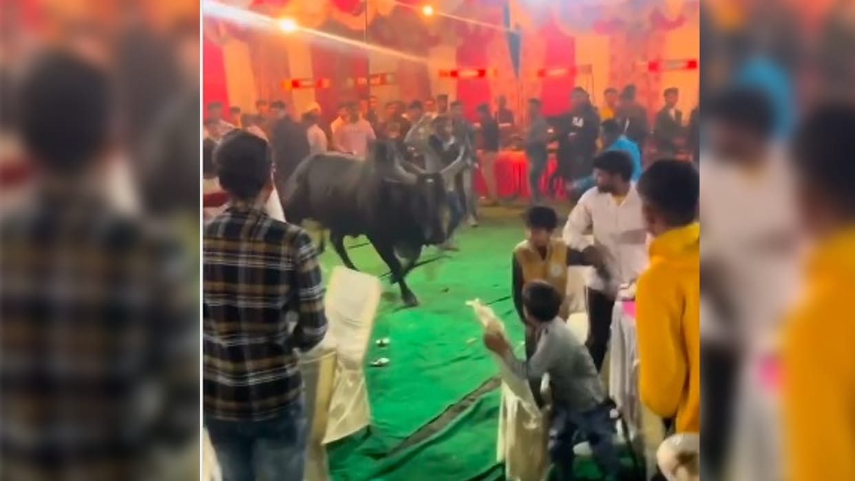 funny viral video bull entry in wedding party guests started running with plates