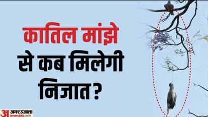 viral video Painful death of a bird in Meerut after being hit by China Manjha