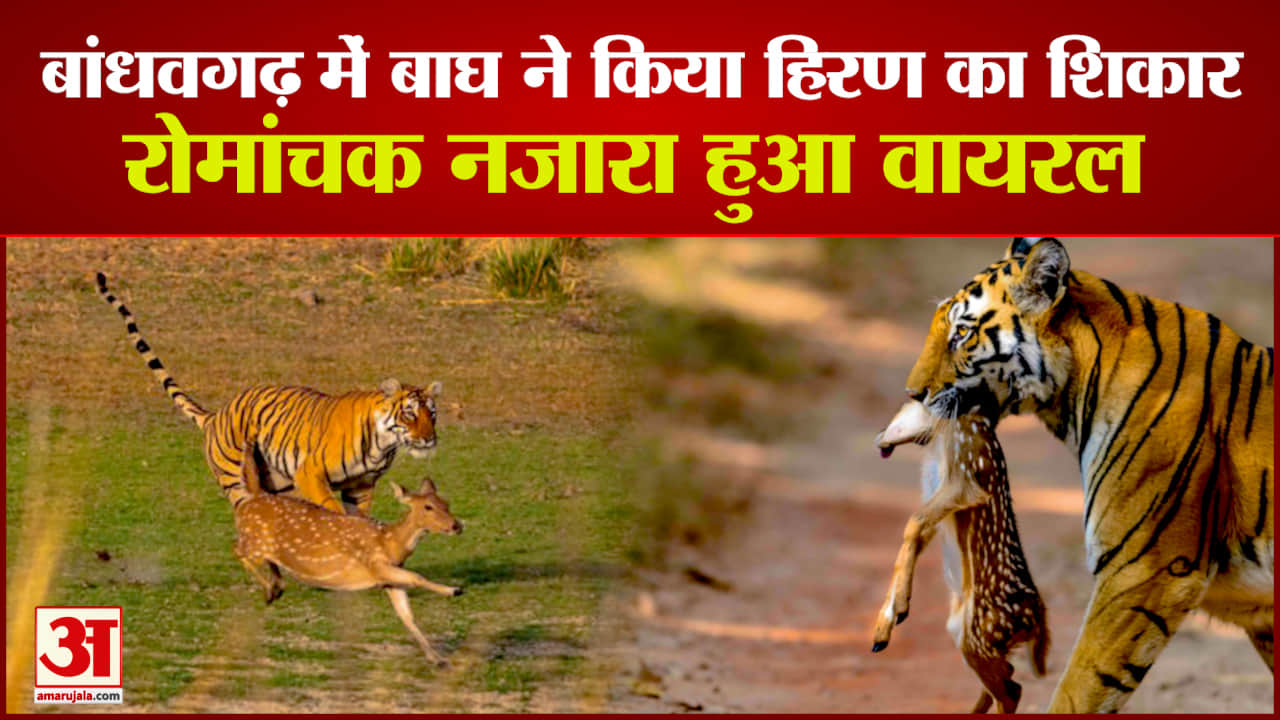 बांधवगढ़ टाइगर रिजर्व