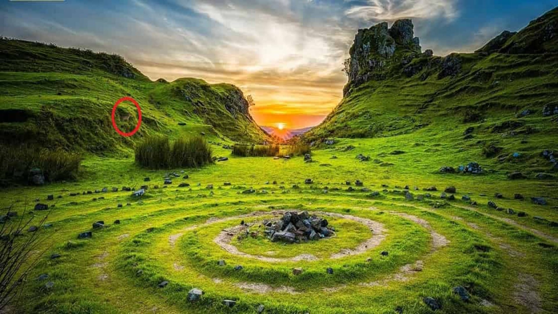 Optical Illusion IQ Test: Can you find a wolf in the image in 7 seconds?